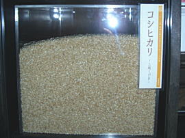 このお米が、ふぁーむ大地のコシヒカリ