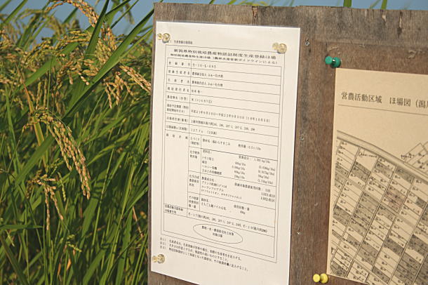 特別栽培米コシヒカリの看板