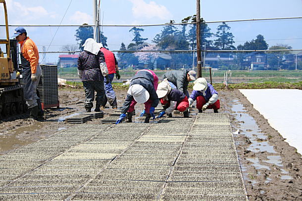 苗出し