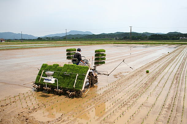 田植え
