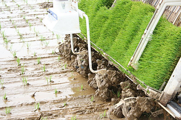 田植え