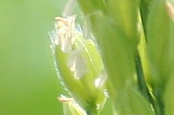 8月には稲の花が咲きます