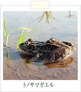 トノサマガエル