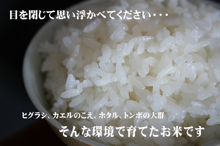特別栽培米 新潟産コシヒカリのごはん