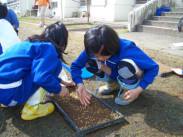 小学5年生が播種