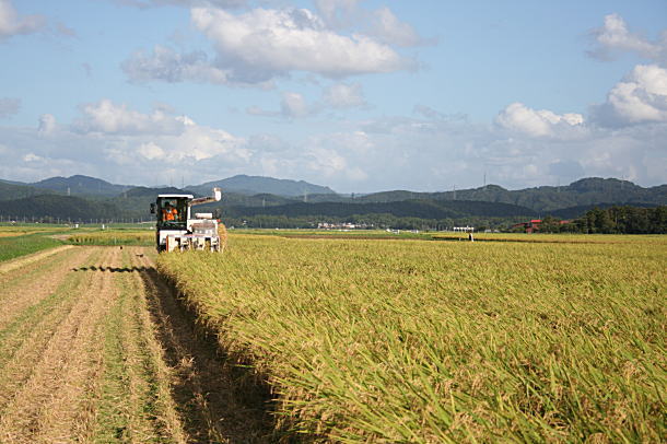 9月6日 新潟県認証米「こしいぶき」の稲刈り 新潟産コシヒカリ