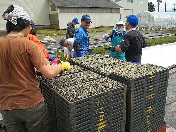 4月16日 コシヒカリの苗出し 新潟産コシヒカリ、新之助を農家直送で