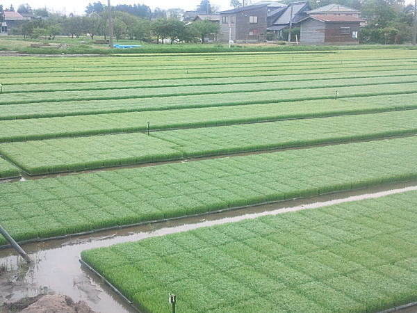 コシヒカリ苗 🌱コシヒカリ育苗の様子をお届け！ 播種（すじまき）から14日目。 青々