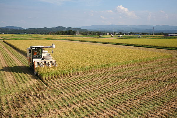 9月10日 特別栽培米 新潟産こしいぶきの稲刈り 新潟産コシヒカリ、新之助を農家直送で通販 ふぁーむ大地