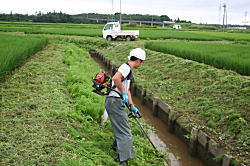 1回目の草刈