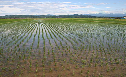 ふぁーむ大地のコシヒカリを育てる田んぼ