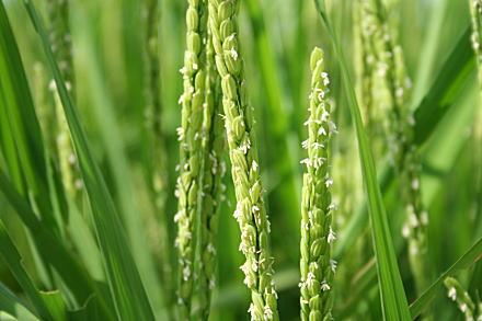 コシヒカリの稲の花
