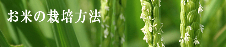 お米の栽培方法