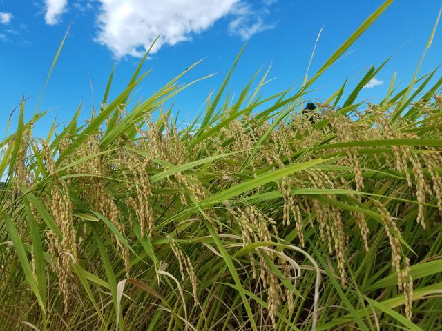 コシヒカリの稲穂が黄金色をしていて綺麗です！"