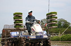 田植え