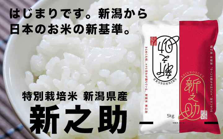 【新米 農家直送】新潟産 新之助 白米 5kgの販売